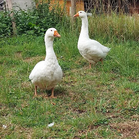 Auf Hof Santangelo * Dickesbach