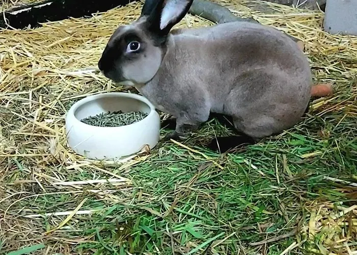 Auf Hof Santangelo Apartamento Dickesbach