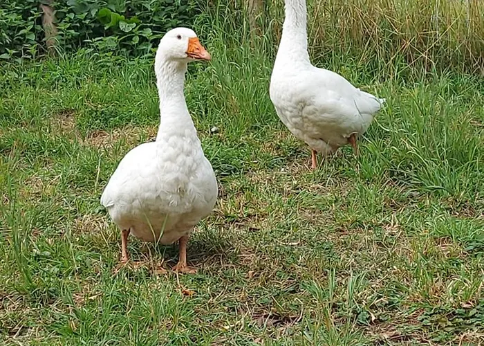 Auf Hof Santangelo * Dickesbach